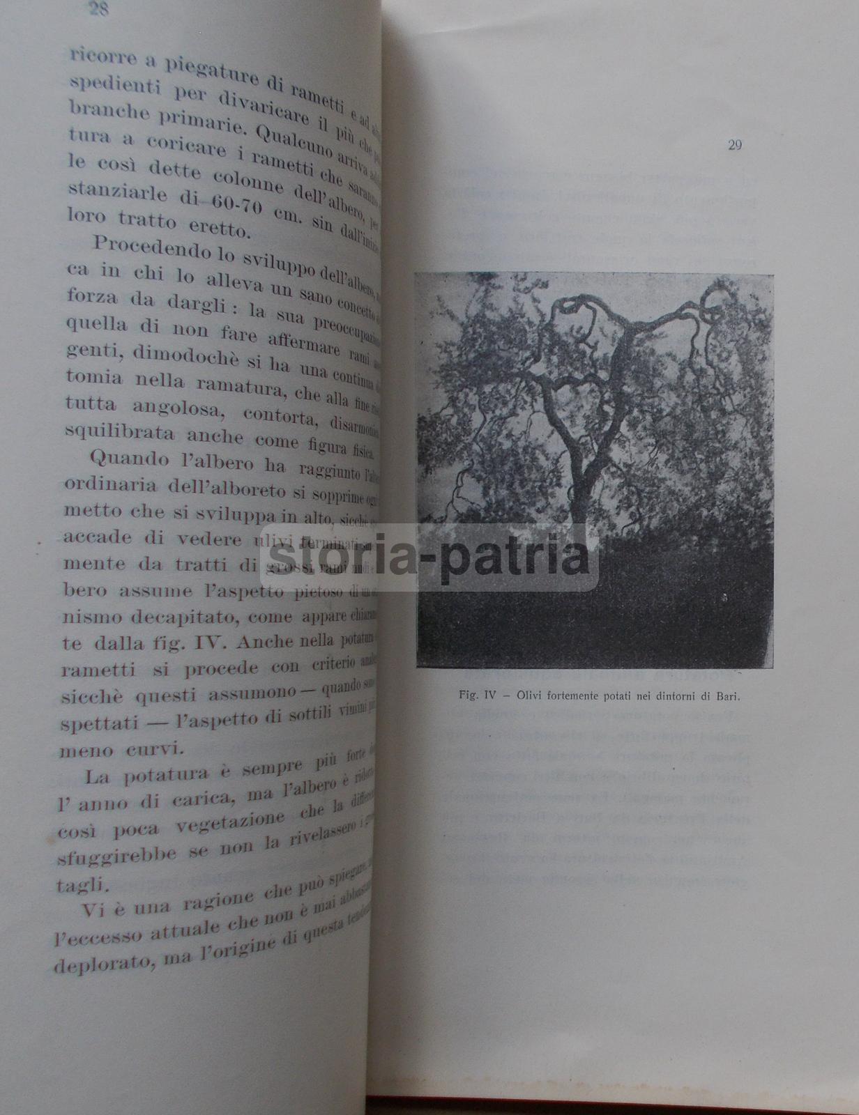 Agraria, Olive, Concimazione, Potatura, Puglia, Salerno, Briganti, Antica Edizione immagine 5