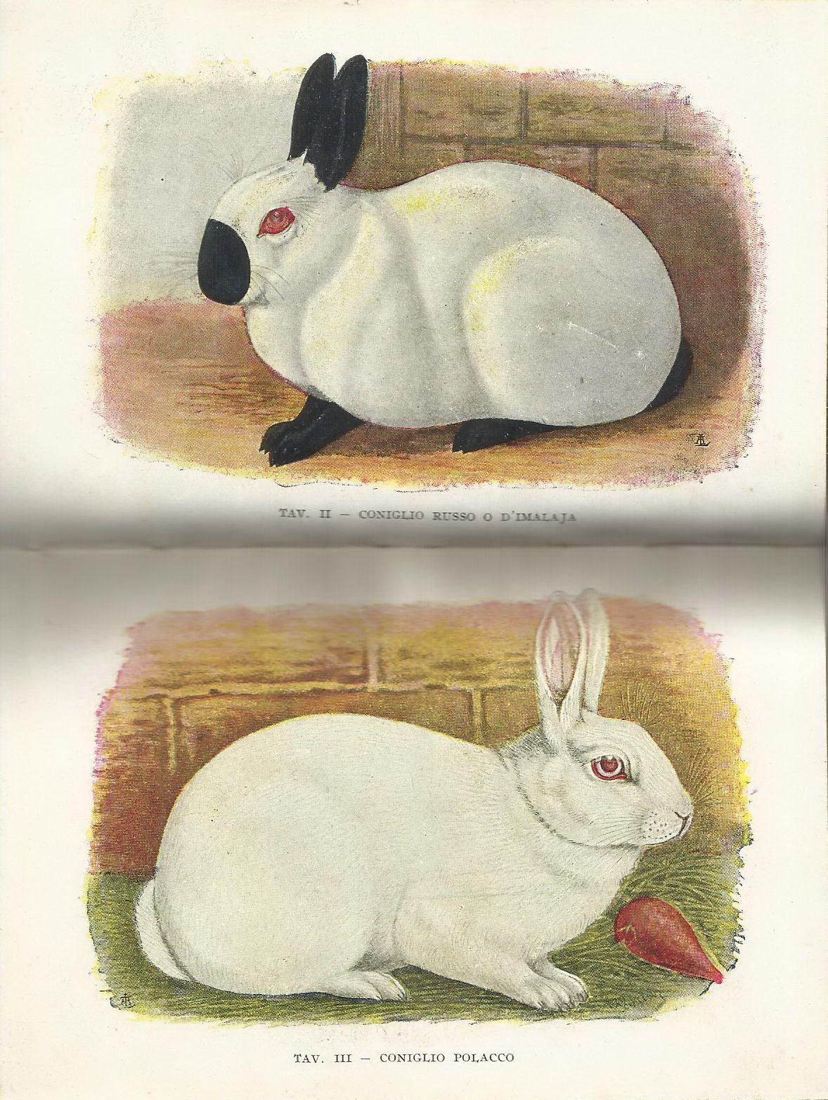 Zoologia, Zootecnia, Coniglio, Allevamento, Riproduzione, Ricette Cucina, Illustrato immagine 2